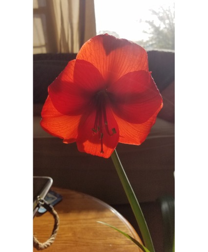 Amaryllis Plant