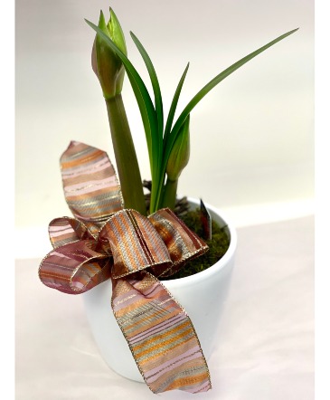 AMARYLLIS  PLANT in Toronto, ON | PERCY WATERS FLORIST