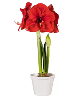 Amaryllis Plant  