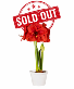 Amaryllis Plant  