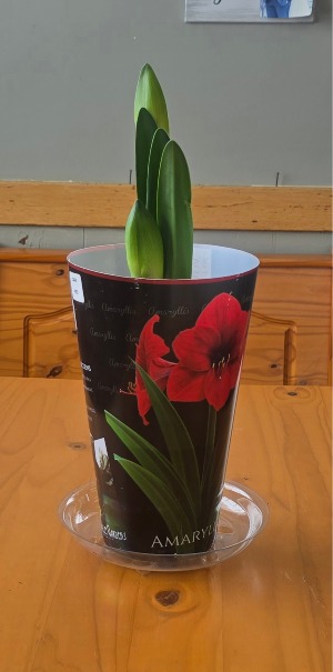 6in Red Amaryllis Plant