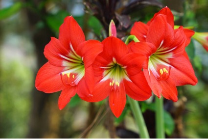 amaryllis plant christmas blooms