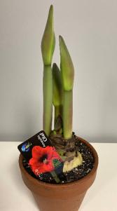 Amaryllis Plant Flowering Plant