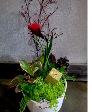 Amaryllis Planter In A Winter pot 