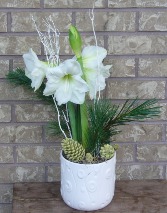 WHITE AMARYLLIS PLANTER Indoor Blooming Plant