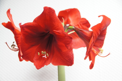 Amaryllis potted plant