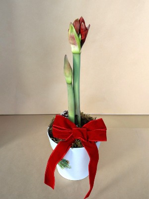Amaryllis Stunner Potted bulb