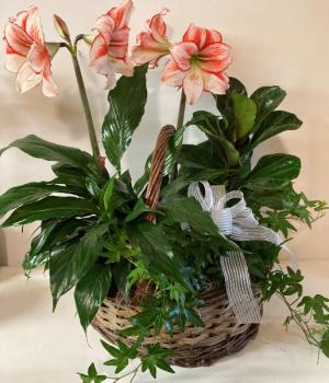 Amaryllis Surprise Basket planter