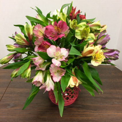 Amazing Alstroemeria