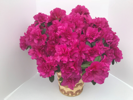 Amazing Azaleas Blooming Plant