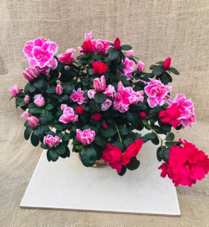 Amazing Azaleas Blooming Plant