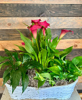 Amazing Beauty Plant basket