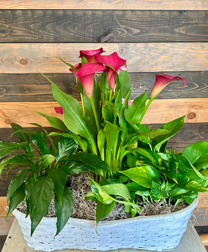 Amazing Beauty Plant basket