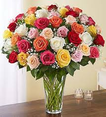 Amazing Delight Roses