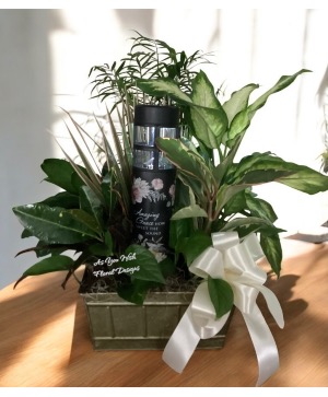 Amazing Grace Plant