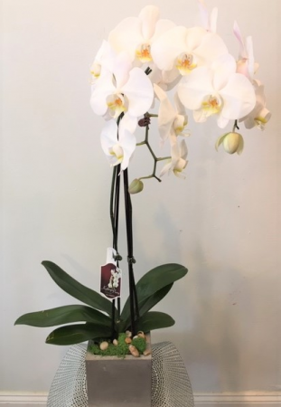 Amazing Orchid plant