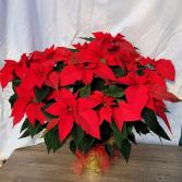 Amazing Poinsettia Plant