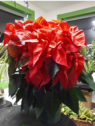 Amazing Poinsettia Plant in Norway, ME | Green Gardens Florist & Greenhouses