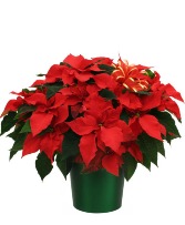 Amazing Red Poinsettia 