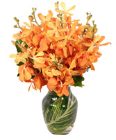 Amber Orchids Floral Design