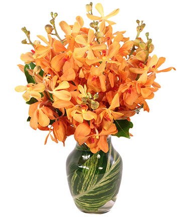 Amber Orchids Floral Design in Aurora, MO | Little Flower Shop, LLC