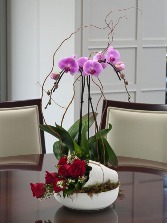 Amor que Florece en Ti Valentine 2026