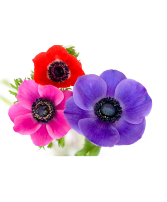 Anemone  Starting At $22.99 Per Bunch