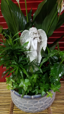 Angel Dish Garden Plants