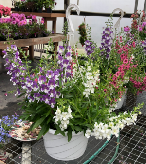 Angel Face Mix Hanging Basket Teacher & Administrator Appreciation in Lewiston, ME | BLAIS FLOWERS & GARDEN CENTER Angel Face Mix Hanging Basket Teacher & Administrator Appreciation in Lewiston, ME | BLAIS FLOWERS & GARDEN CENTER