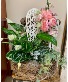 Garden Angel  House Plant