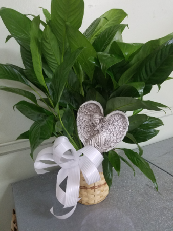 Angel of Grace Plant Green Plant