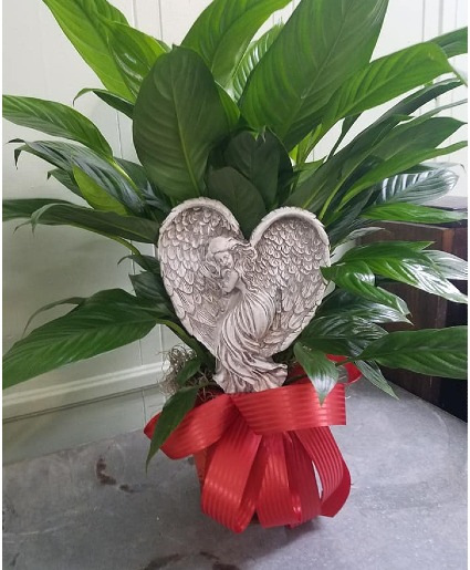 Angel of Peace Plant Plant