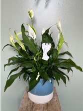 Angel Peace Lily 