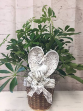 Angel Plant 