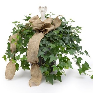P*  Angel Prayers Ivy Plant    in Fort Worth, TX | DAVIS FLORAL DESIGNS