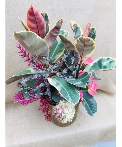 Angel Rubber tree Houseplant
