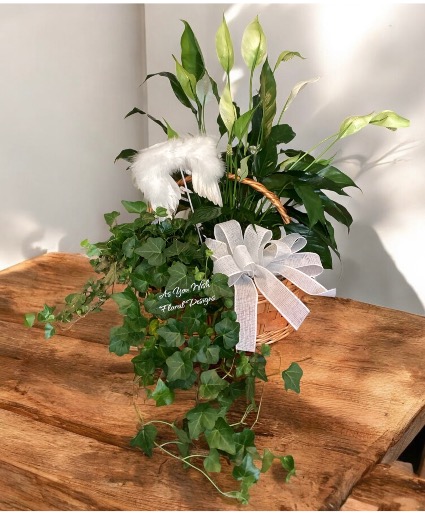 Angel Wing 2plant Combo Plants