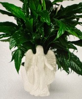 Angel Wings Sympathy