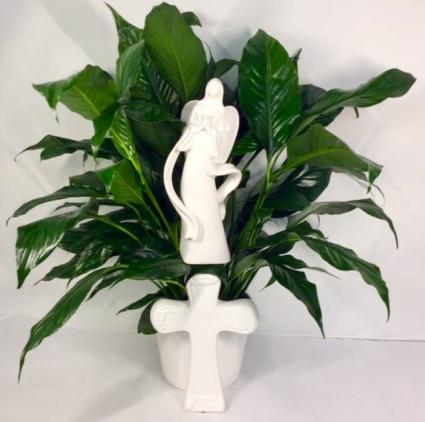 White Angelic Comfort Peace Lily plant