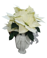 Angelic Grace Poinsettia FHF-CP21 Plant Local Delivery Only