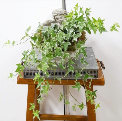 Angelic Ivy Plant