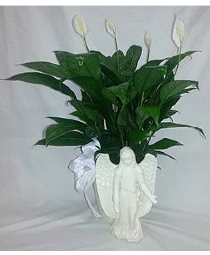 Angelic Peace Lily       FHF-APL1 Plant Keepsake 