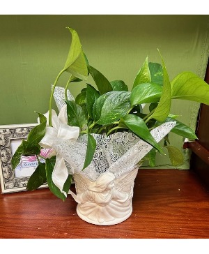 Angelic Planter  Plant
