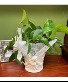 Angelic Planter  Plant