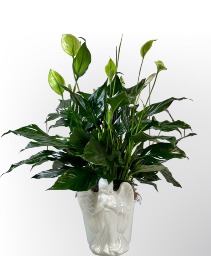 Angels Among Us Peace Lily