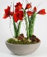 Anns amaryllis  