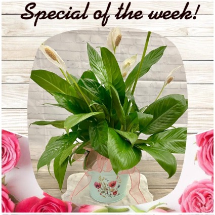 Ann’s Special of The Week!! High N Magic Roses
