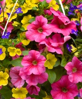Annual Combo Basket Hanging Basket