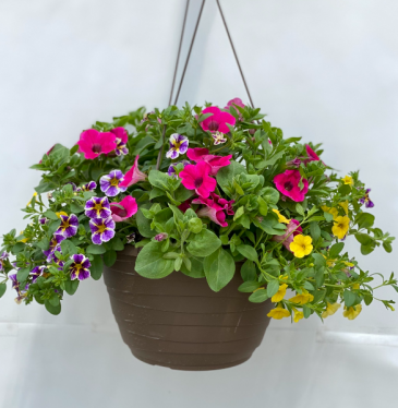Annual Hanging Basket SOLD OUT in Kirtland, OH | Kirtland Flower Barn