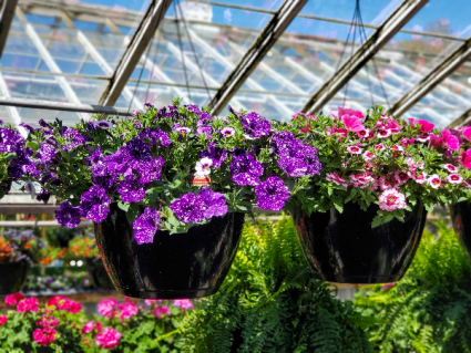 Annual Hanging Basket